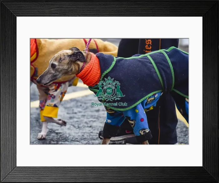 Framed Print : Crufts 2018 Framed Print : Crufts 2018
