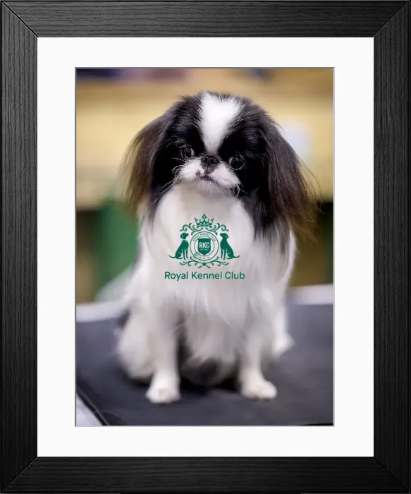 Framed Print : Crufts 2018 Framed Print : Crufts 2018