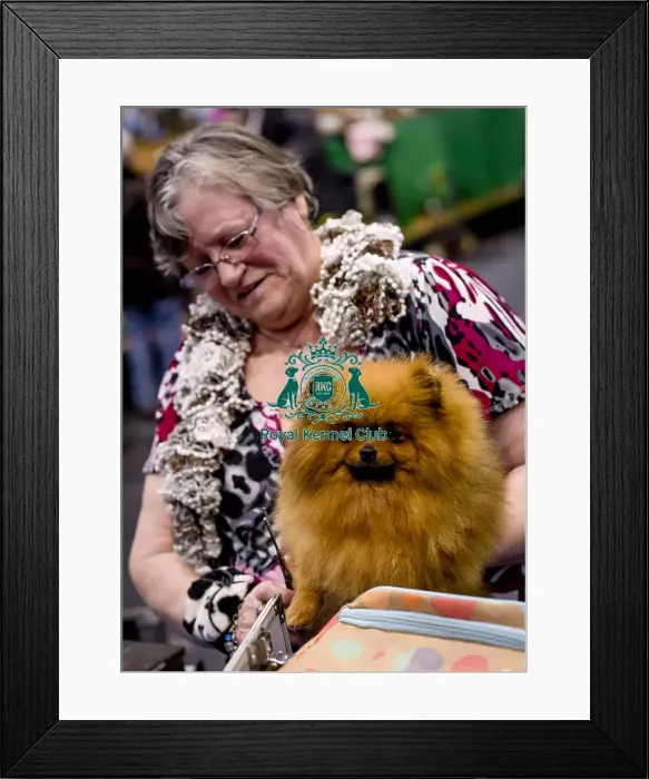 Framed Print : Crufts 2018 Framed Print : Crufts 2018