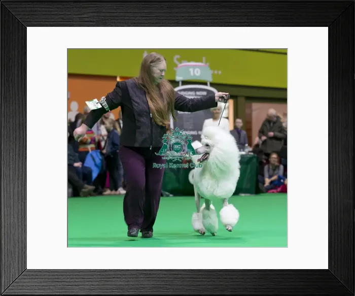 Framed Print : Crufts 2018