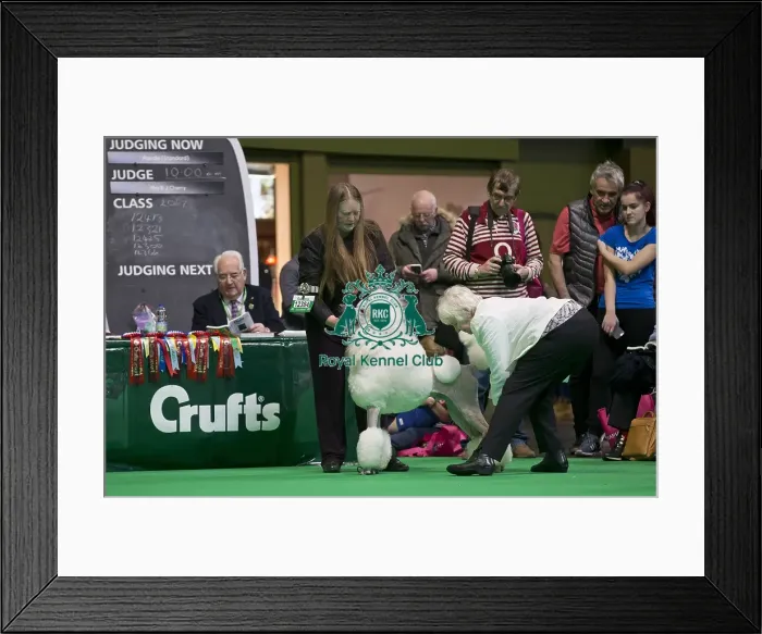 Framed Print : Crufts 2018 Framed Print : Crufts 2018