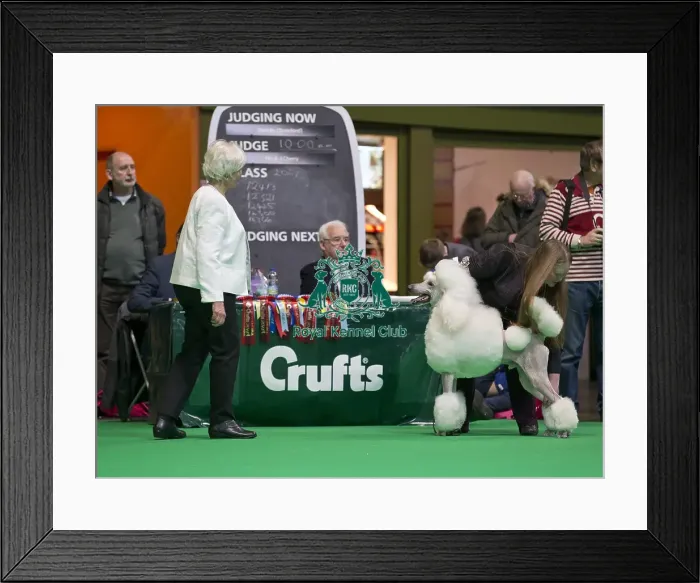 Framed Print : Crufts 2018 Framed Print : Crufts 2018