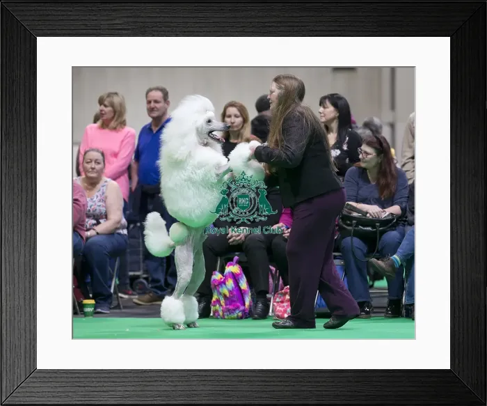 Framed Print : Crufts 2018