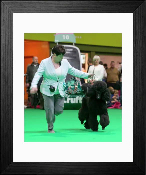 Framed Print : Crufts 2018 Framed Print : Crufts 2018