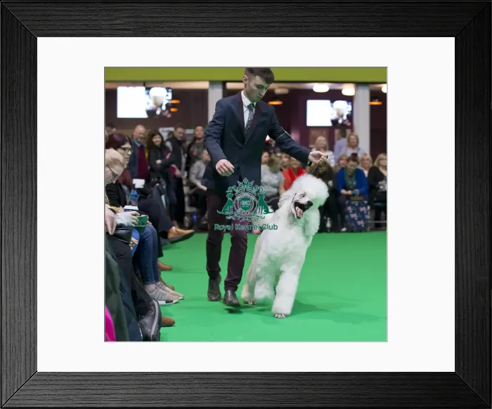 Framed Print : Crufts 2018 Framed Print : Crufts 2018