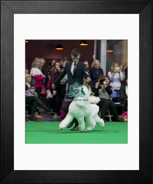 Framed Print : Crufts 2018