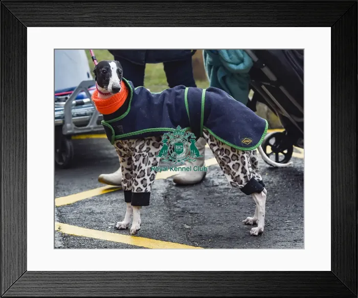 Framed Print : Crufts 2018