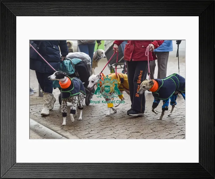 Framed Print : Crufts 2018 Framed Print : Crufts 2018