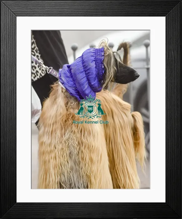 Framed Print : Crufts 2018
