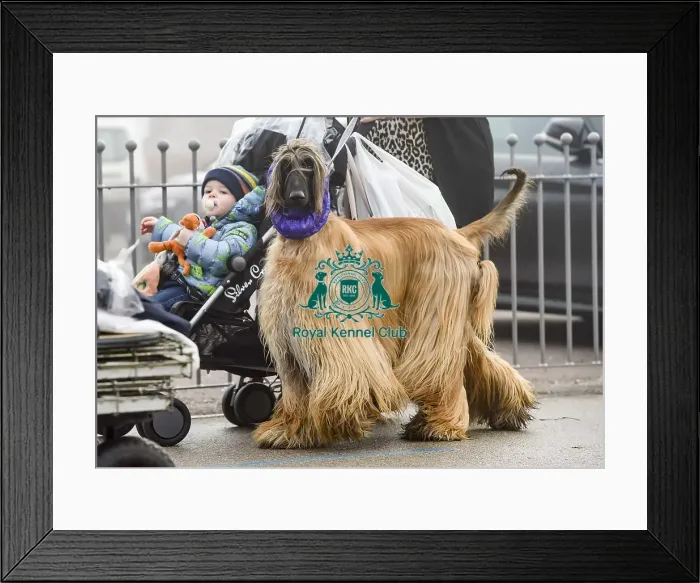 Framed Print : Crufts 2018 Framed Print : Crufts 2018