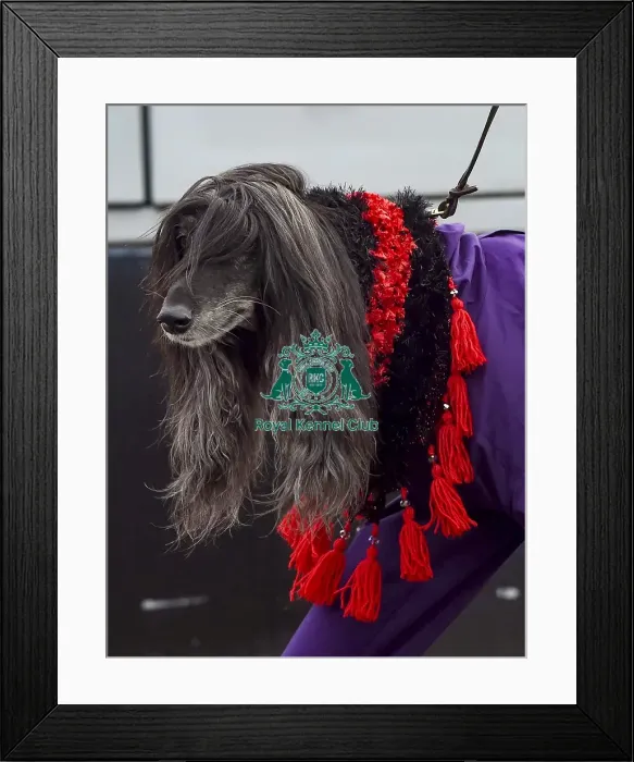 Framed Print : Crufts 2018