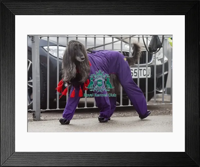 Framed Print : Crufts 2018
