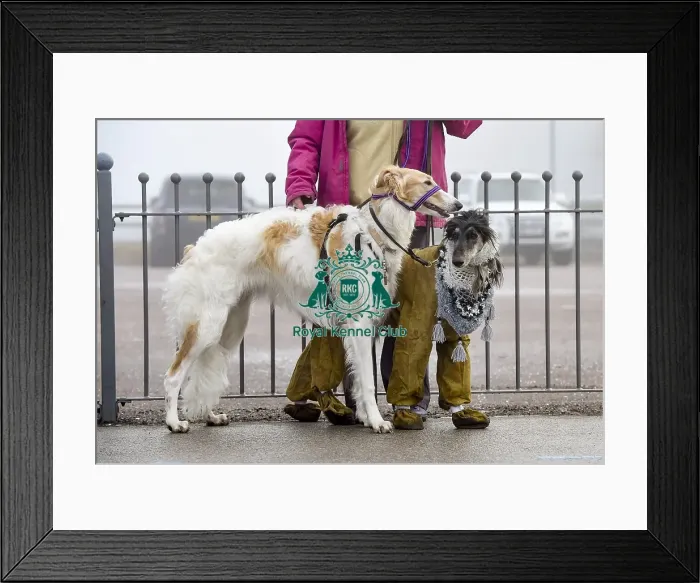 Framed Print : Crufts 2018