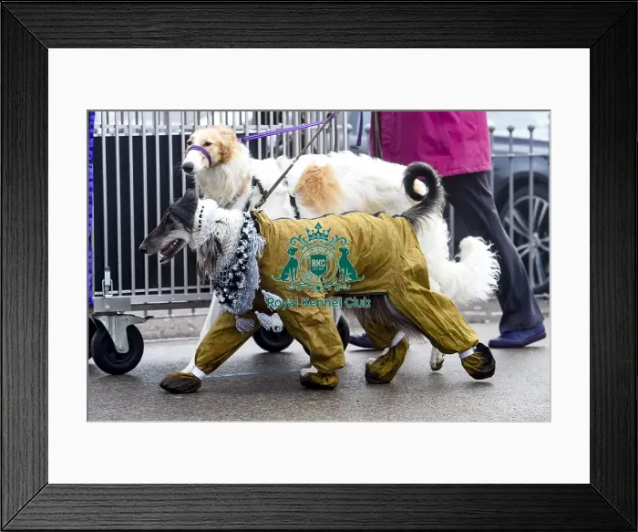 Framed Print : Crufts 2018 Framed Print : Crufts 2018