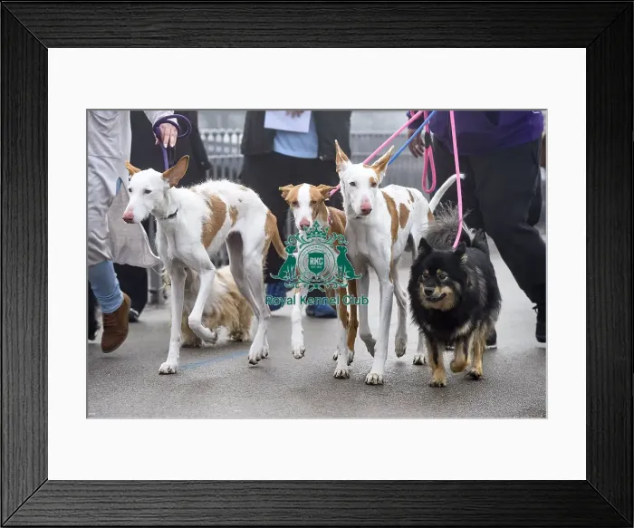 Framed Print : Crufts 2018 Framed Print : Crufts 2018