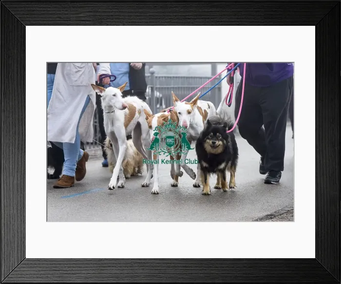 Framed Print : Crufts 2018 Framed Print : Crufts 2018