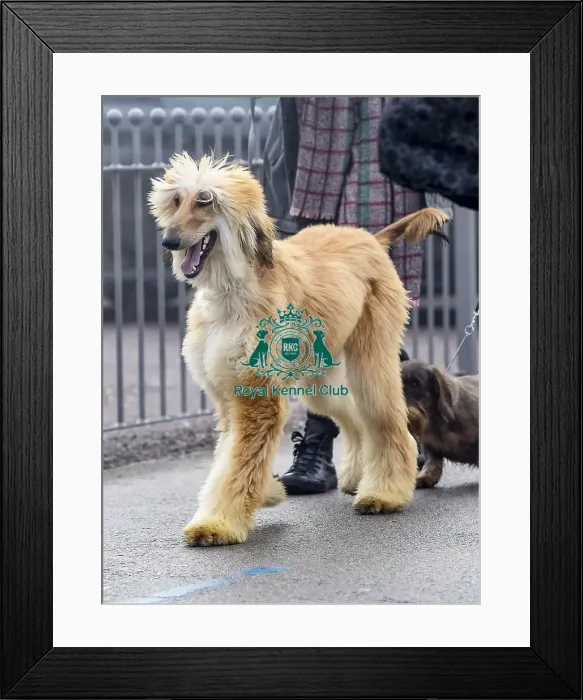 Framed Print : Crufts 2018
