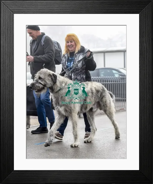 Framed Print : Crufts 2018 Framed Print : Crufts 2018