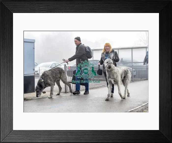 Framed Print : Crufts 2018 Framed Print : Crufts 2018