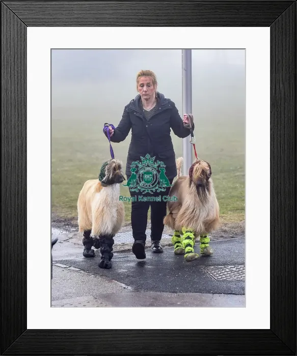 Framed Print : Crufts 2018 Framed Print : Crufts 2018