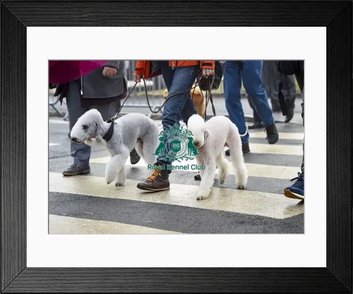 Framed Print : Crufts 2018 Framed Print : Crufts 2018