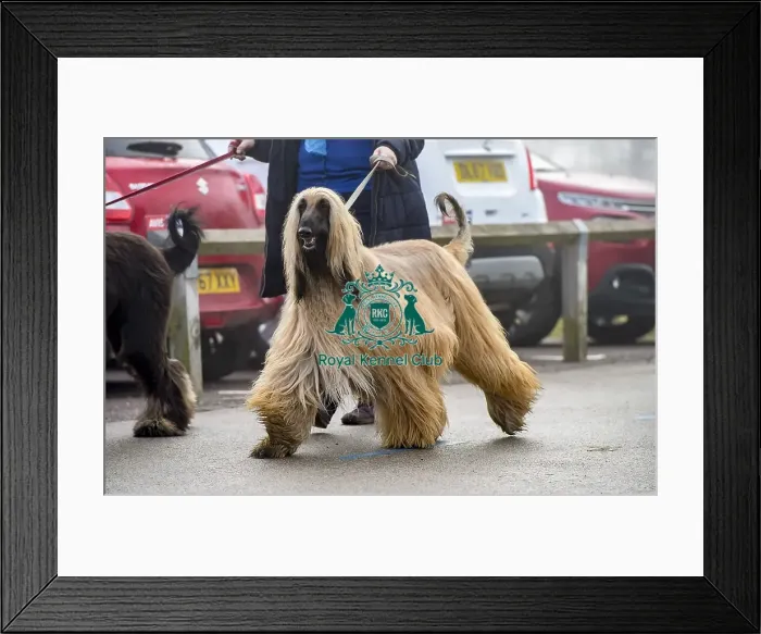 Framed Print : Crufts 2018 Framed Print : Crufts 2018