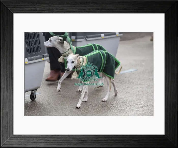 Framed Print : Crufts 2018 Framed Print : Crufts 2018