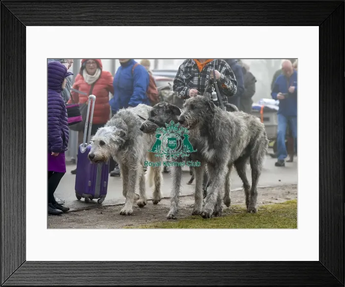 Framed Print : Crufts 2018 Framed Print : Crufts 2018