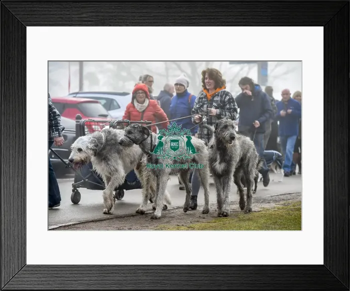 Framed Print : Crufts 2018 Framed Print : Crufts 2018