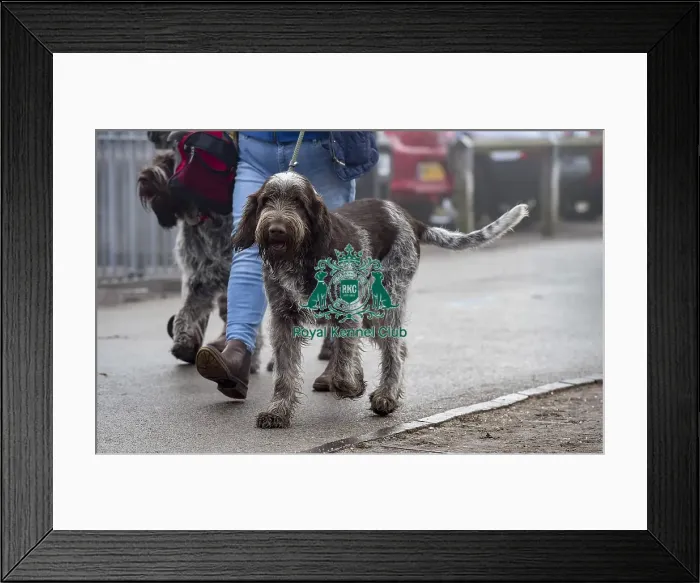 Framed Print : Crufts 2018