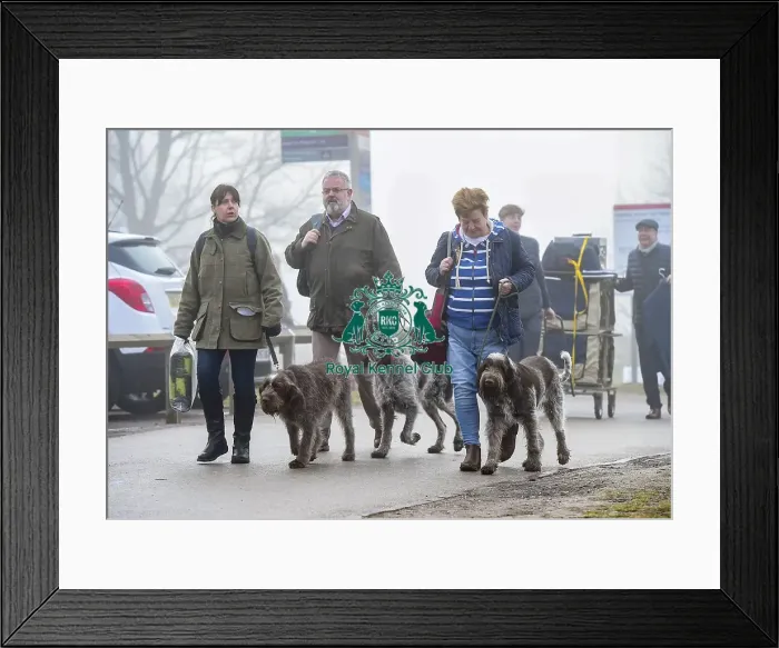 Framed Print : Crufts 2018 Framed Print : Crufts 2018