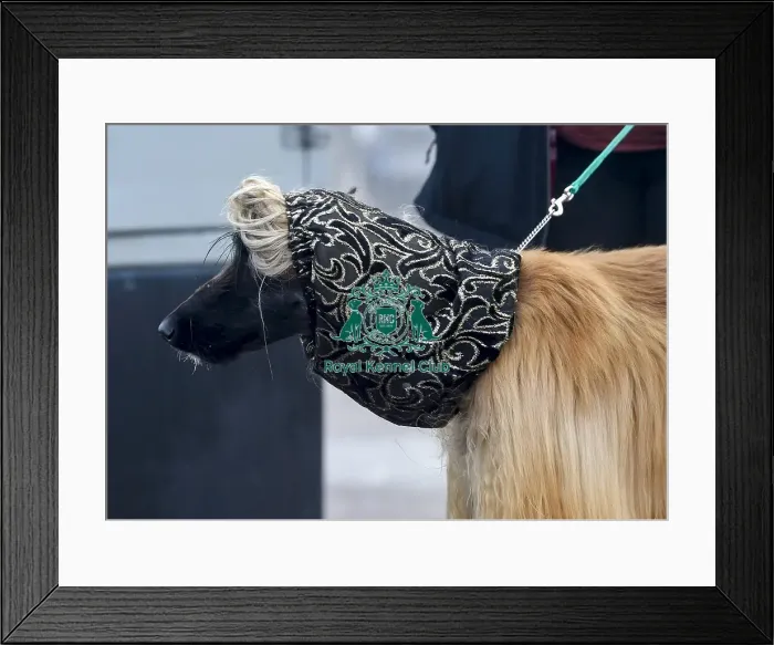 Framed Print : Crufts 2018 Framed Print : Crufts 2018