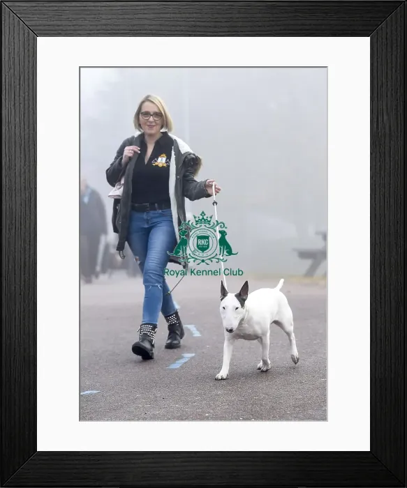 Framed Print : Crufts 2018 Framed Print : Crufts 2018