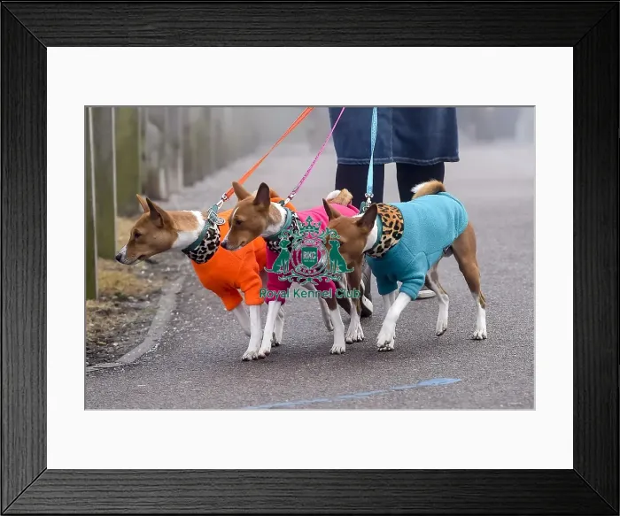 Framed Print : Crufts 2018 Framed Print : Crufts 2018