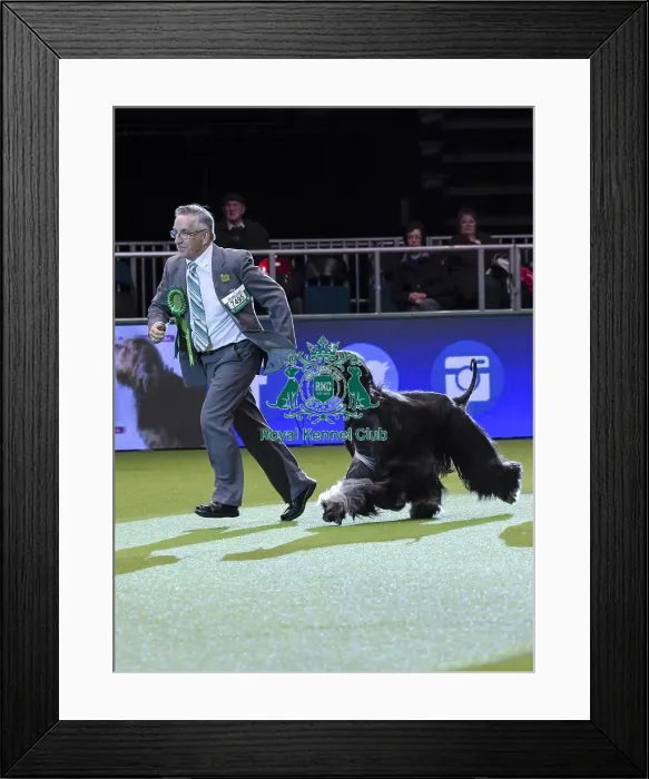 Framed Print : Crufts 2018 Framed Print : Crufts 2018