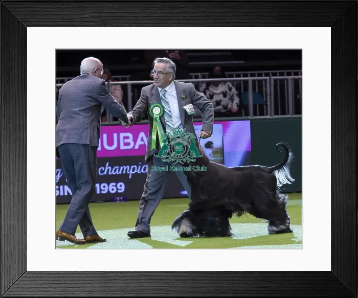 Framed Print : Crufts 2018 Framed Print : Crufts 2018