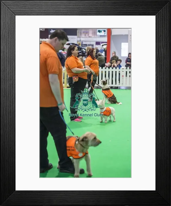 Framed Print : Crufts 2018 Framed Print : Crufts 2018