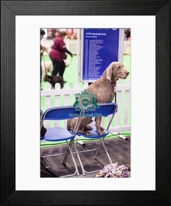 Framed Print : Crufts 2018 Framed Print : Crufts 2018