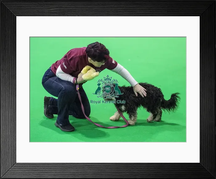 Framed Print : Crufts 2018 Framed Print : Crufts 2018