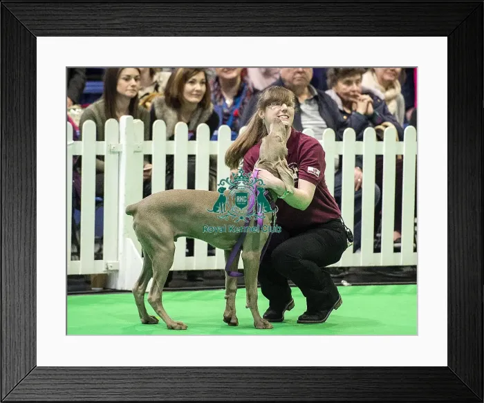 Framed Print : Crufts 2018