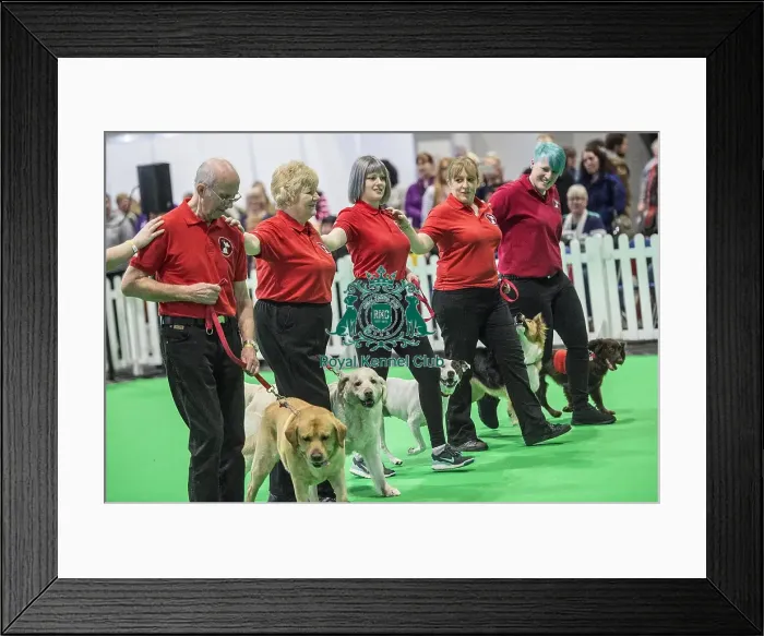 Framed Print : Crufts 2018