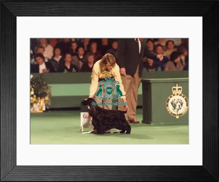 Framed Print : Crufts 1996 Gundog Group Winner Framed Print : Crufts 1996 Gundog Group Winner