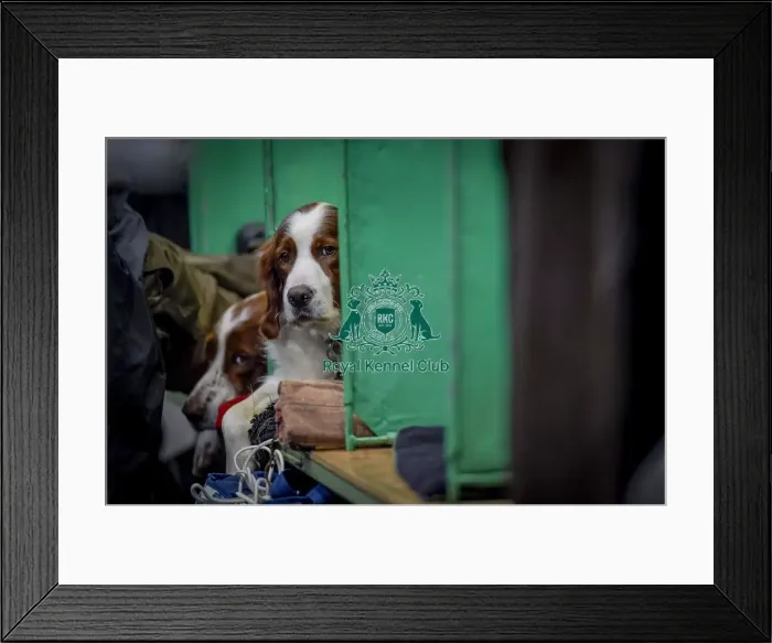 Framed Print : Crufts 2018 Framed Print : Crufts 2018