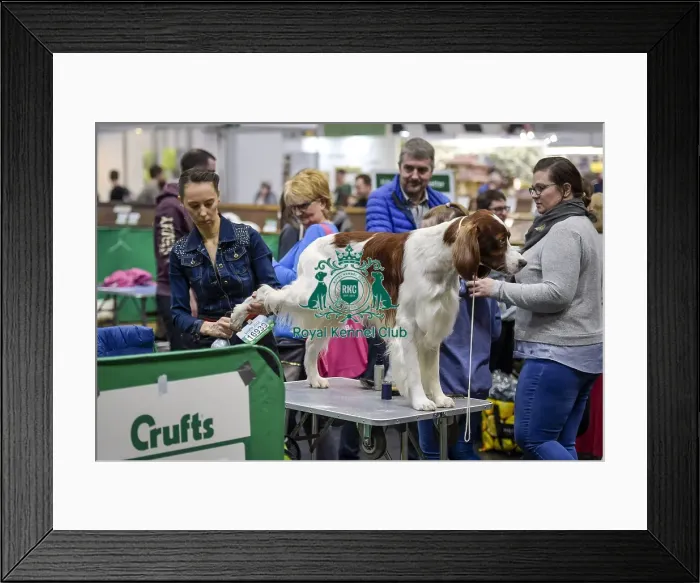 Framed Print : Crufts 2018