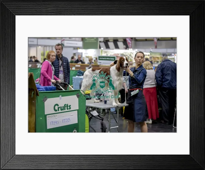 Framed Print : Crufts 2018 Framed Print : Crufts 2018