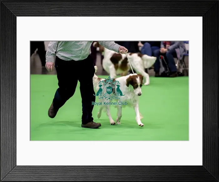 Framed Print : Crufts 2018 Framed Print : Crufts 2018