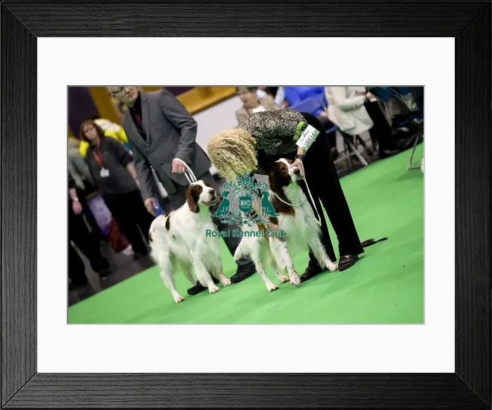 Framed Print : Crufts 2018 Framed Print : Crufts 2018