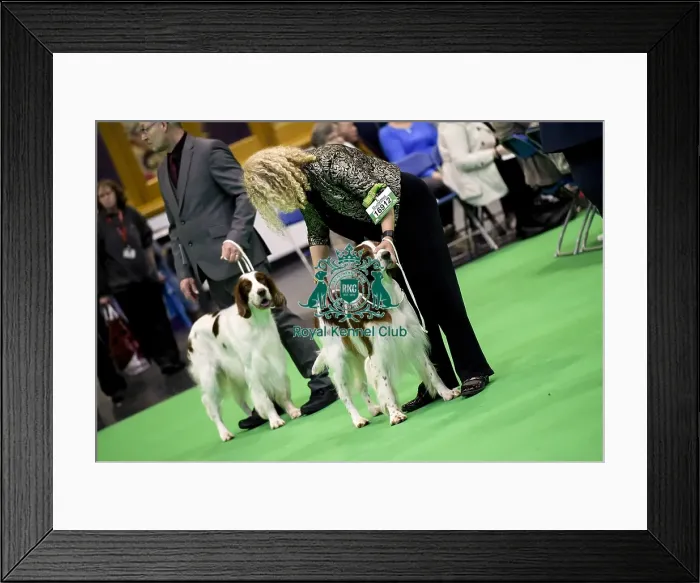 Framed Print : Crufts 2018 Framed Print : Crufts 2018