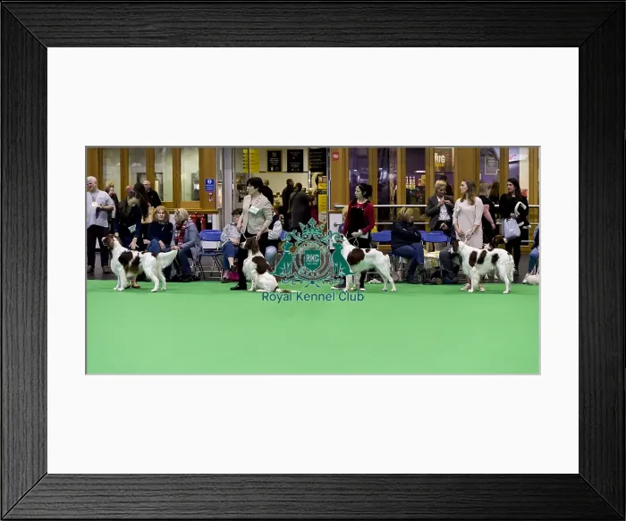 Framed Print : Crufts 2018 Framed Print : Crufts 2018