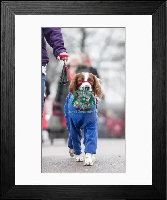 Framed Print : Crufts 2018 Framed Print : Crufts 2018